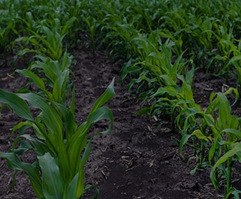 Corn growing in field.